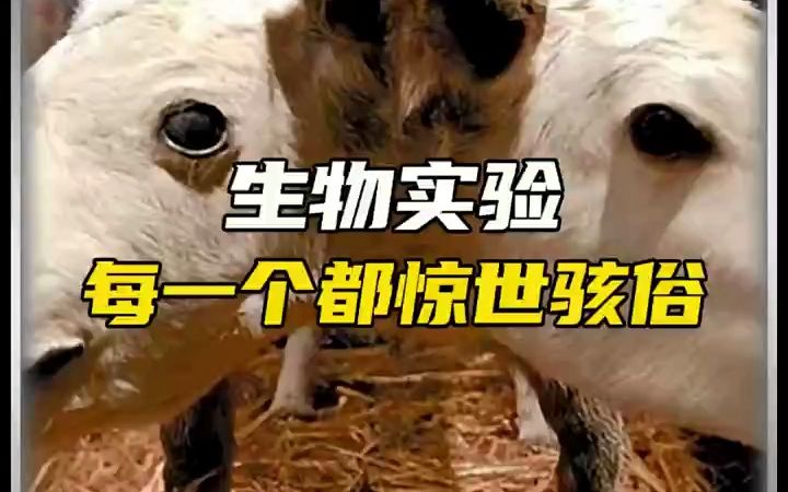 生物实验,每个都惊世骇俗哔哩哔哩bilibili