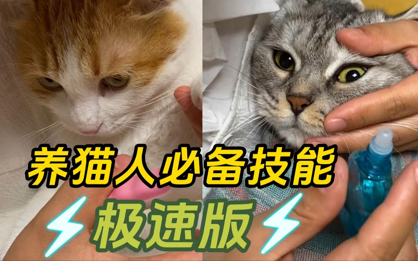 【新手养猫】养猫人必备技能极速版哔哩哔哩bilibili