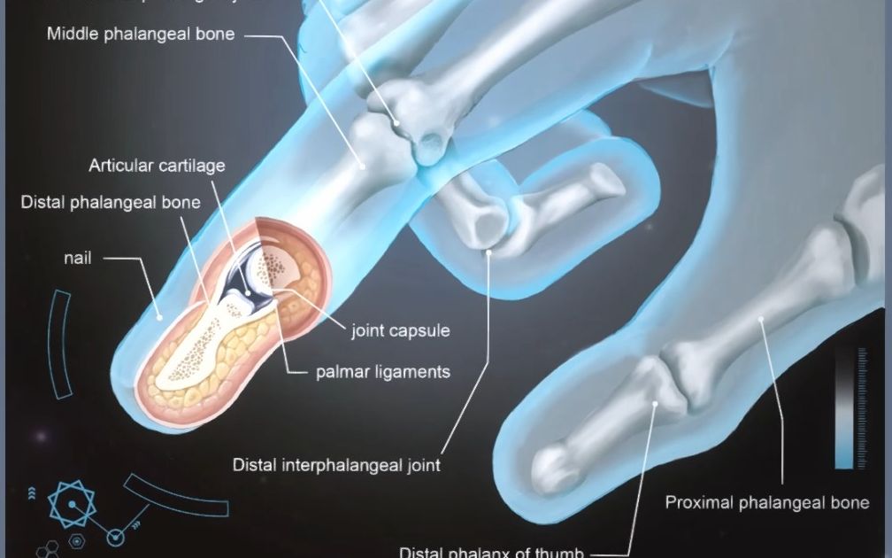 如果我把指骨画出满满科技感,阁下应该如何应对?这样画骨骼解剖图实在是泰裤辣!哔哩哔哩bilibili