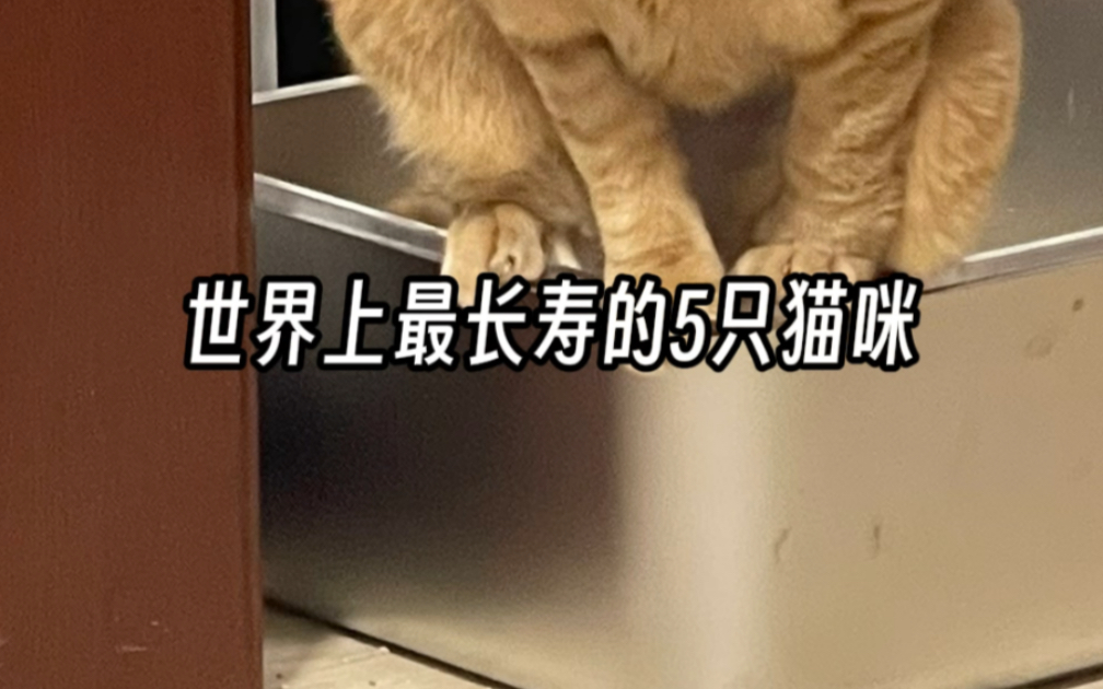 世界上最长寿的5只猫咪哔哩哔哩bilibili