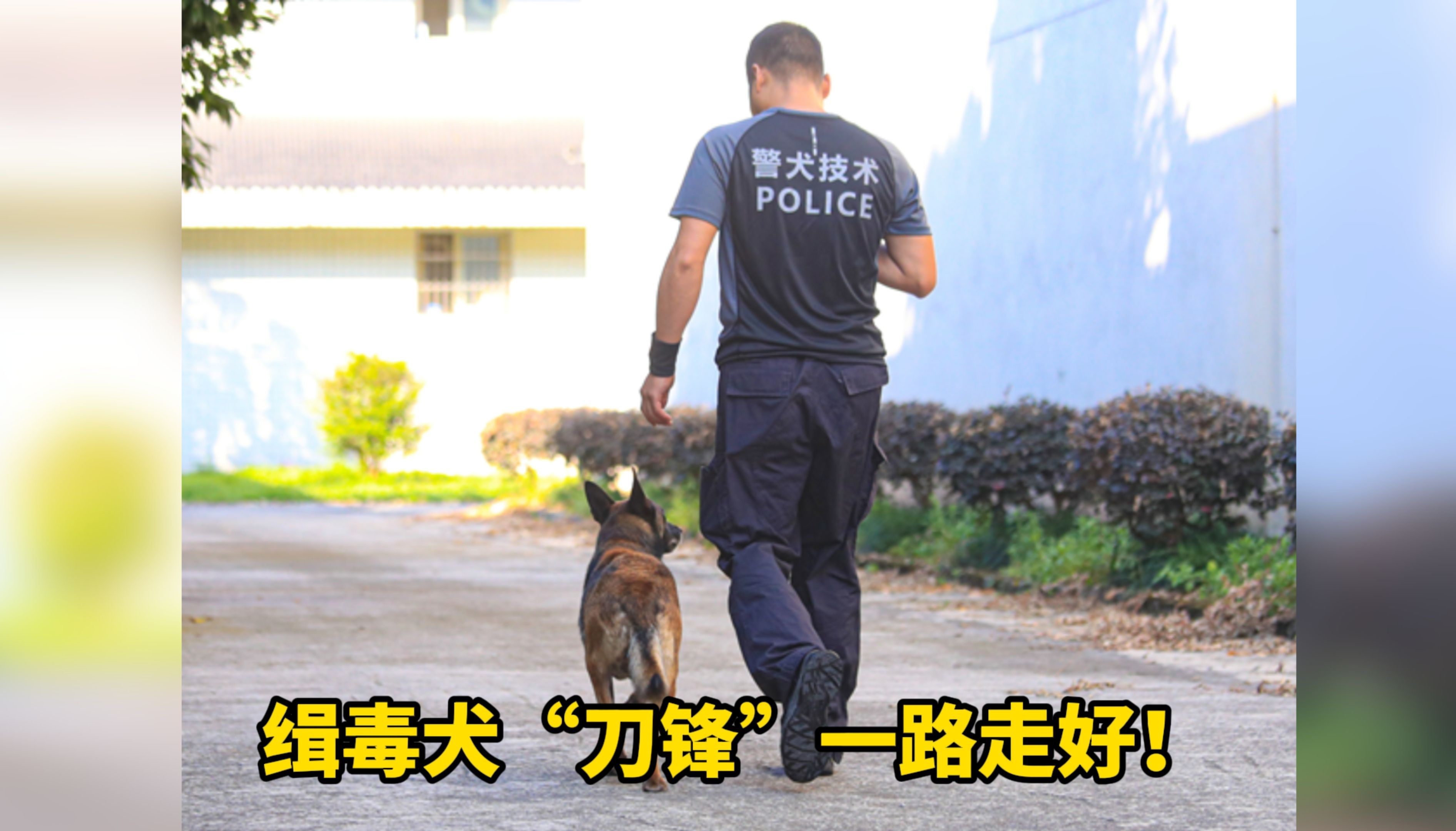 缉毒犬“刀锋”病逝，曾参与破案28起，查货毒品近8公斤。