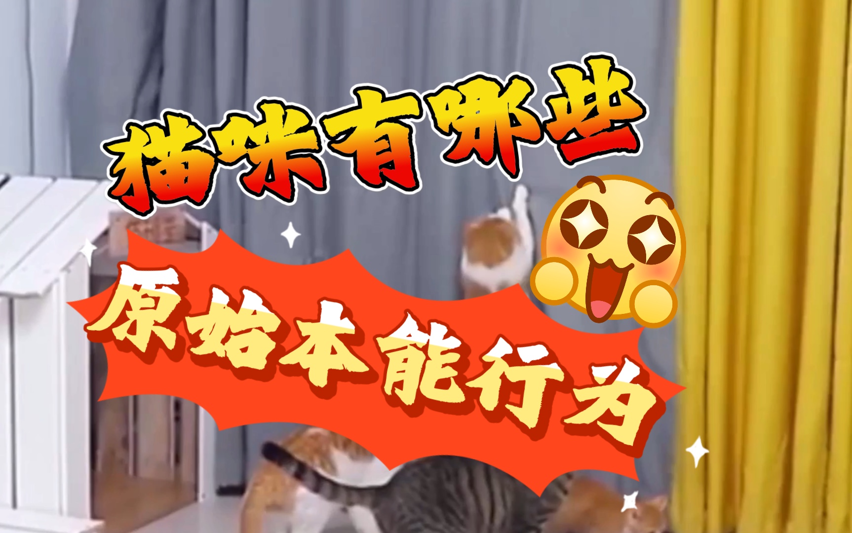 【科普】猫咪有哪些原始本能行为哔哩哔哩bilibili