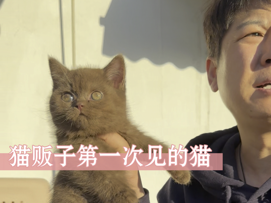 猫贩子第一次见的猫哔哩哔哩bilibili