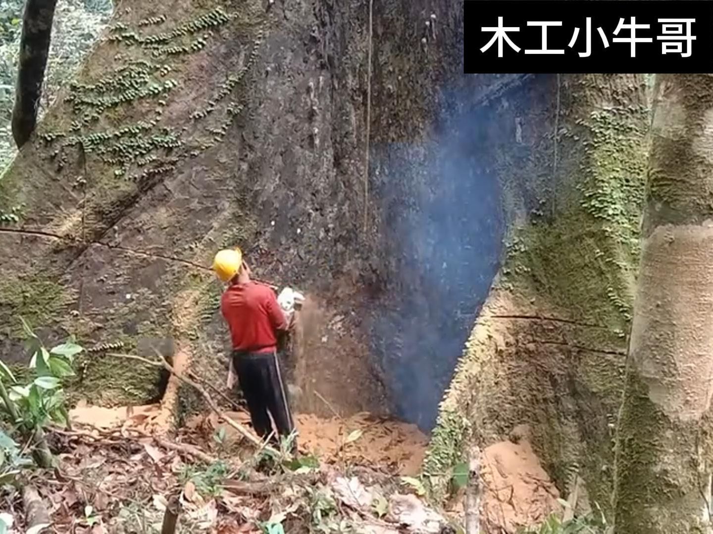 [图]伐木工在森林中砍伐一棵巨大的参天大树