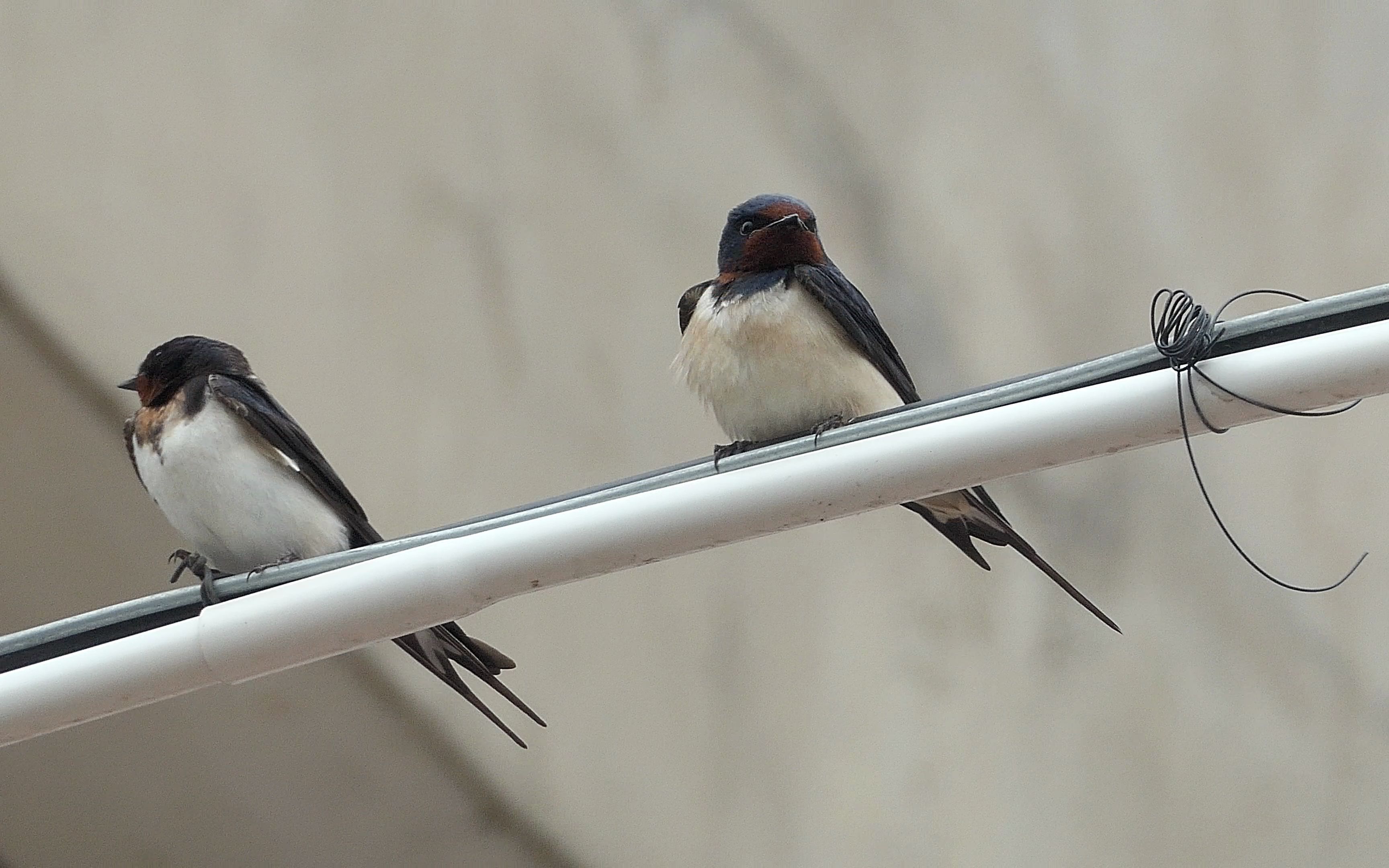 一对可爱的燕子
