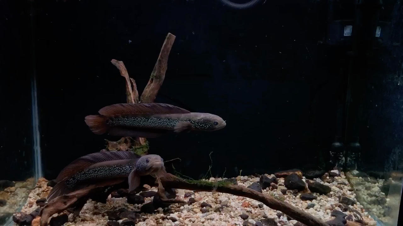 原生雷龙鱼月鳢