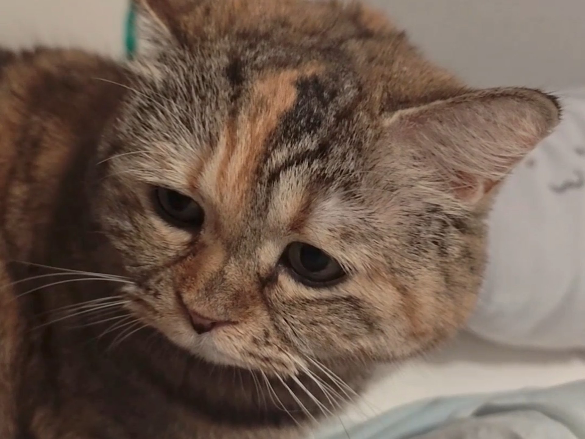 我能盖一点你的被被吗？