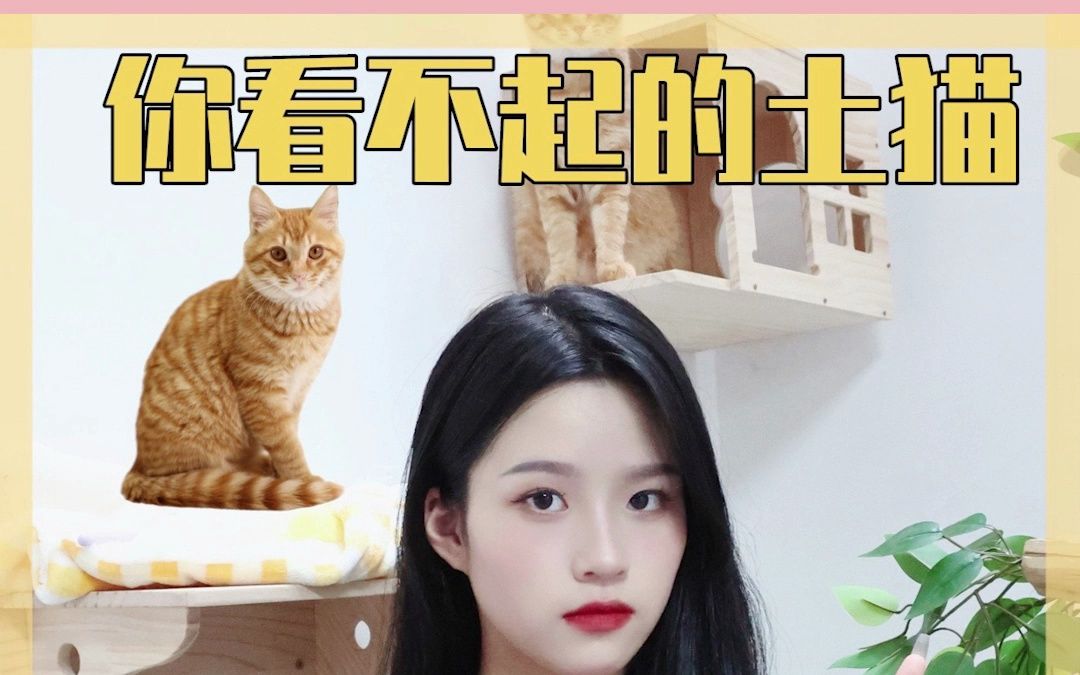 原来中华田园猫们在古代都是贵族猫猫呀~哔哩哔哩bilibili