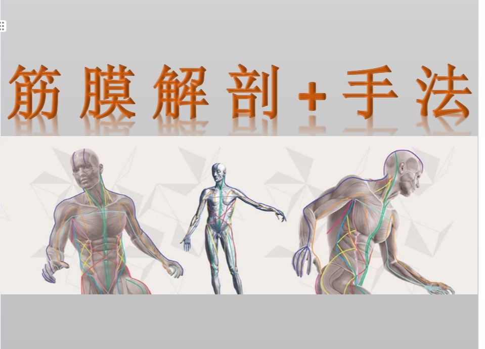 【后表链】 足底 膝关节