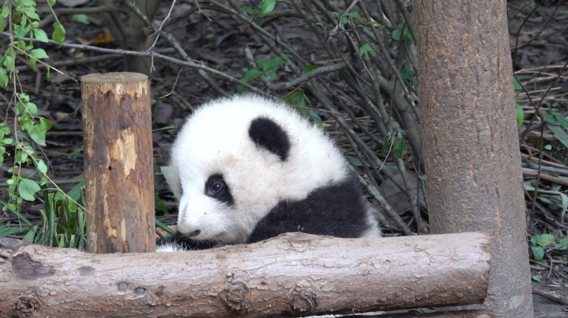 【大熊猫和花艾玖润玥】这边和花花乖乖卖萌,那边润玥和艾玖就玩闹