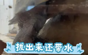 Download Video: 锯缘繁殖最后瞬间