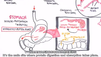 Download Video: | 蛋白质消化与吸收 | Protein digestion and absorption | Armando |