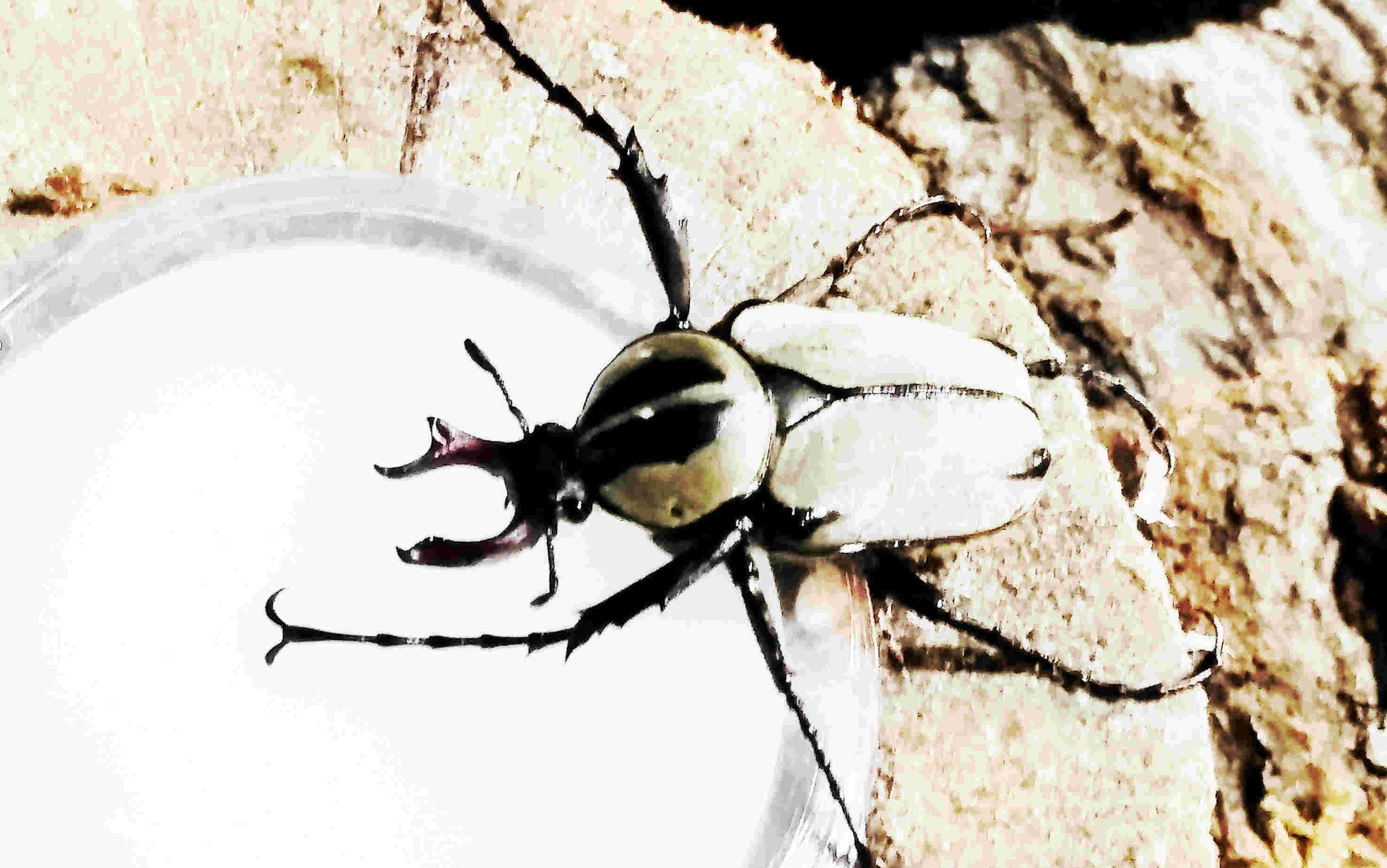 宽带鹿角花金龟开箱及内战