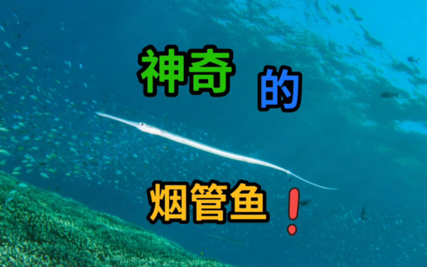 烟管鱼海洋中的奇葩生物哔哩哔哩bilibili