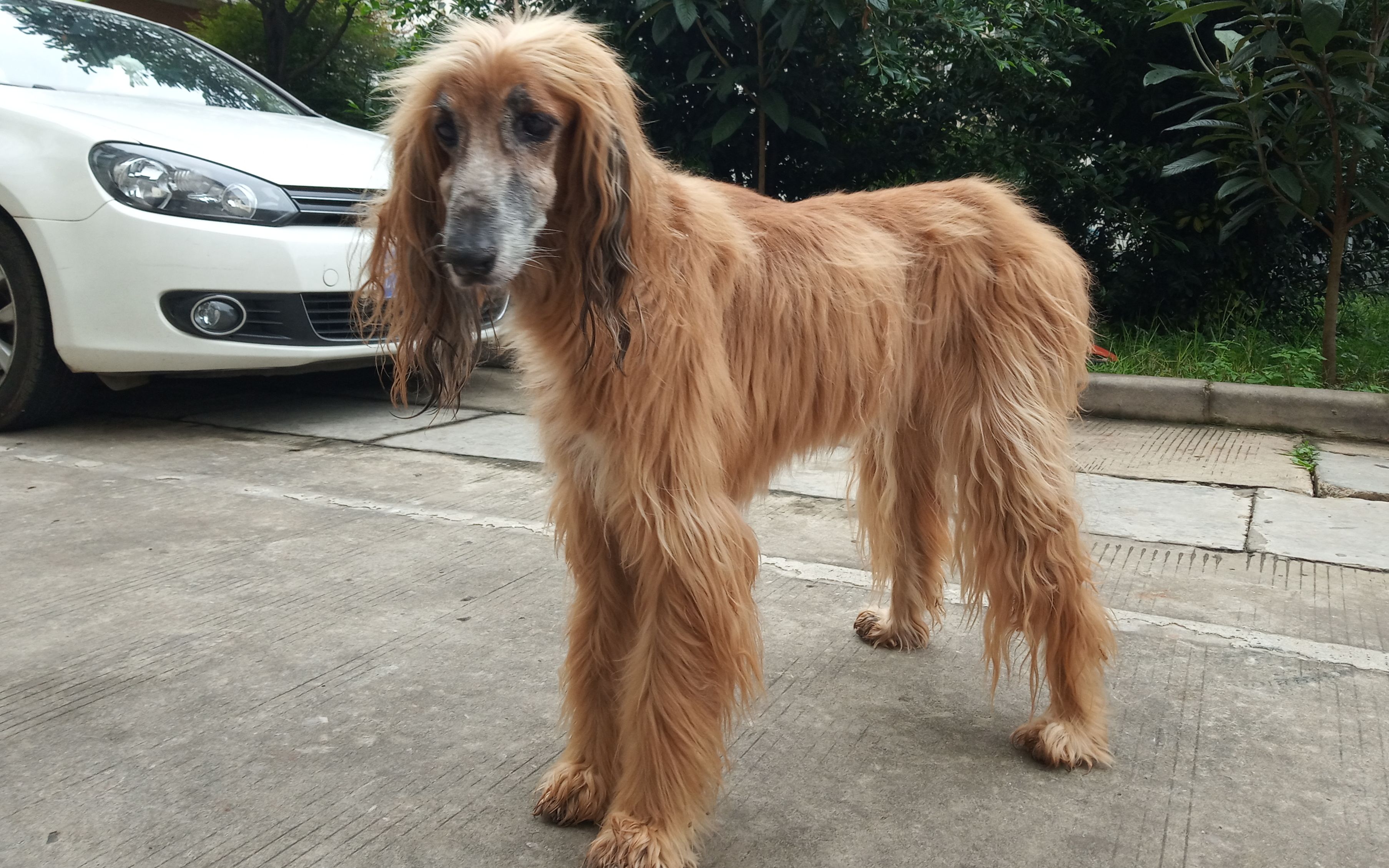 短毛阿富汗猎犬图片