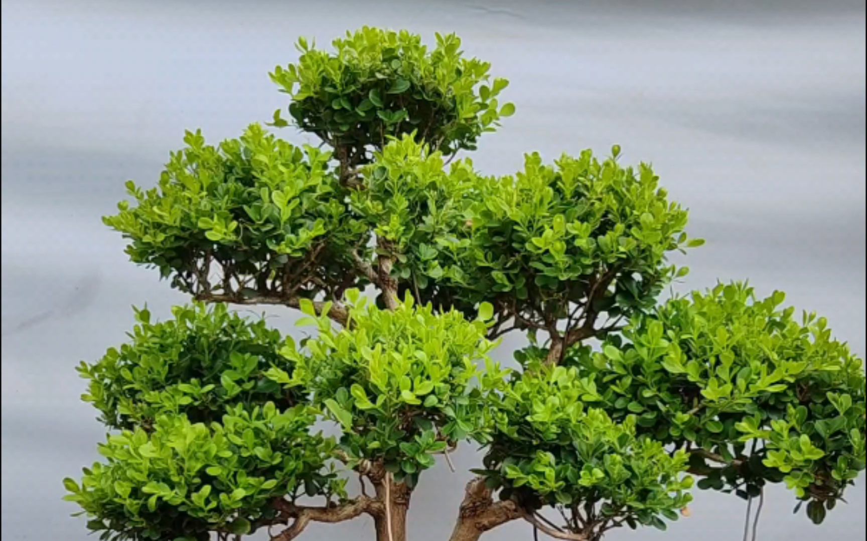 小型白皮瓜子黄杨精品造型盆景