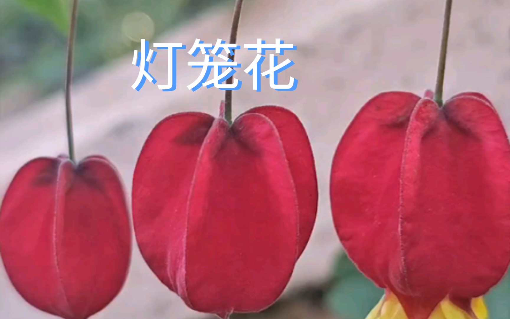 红萼苘麻,又叫风铃花,灯笼花.哔哩哔哩bilibili