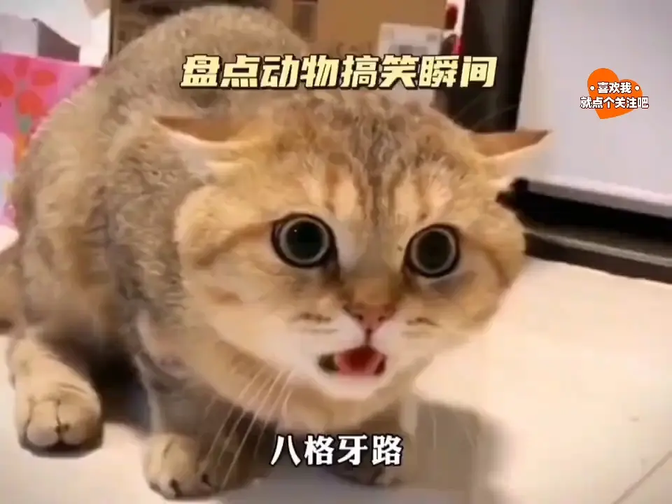 盘点人动物的搞笑视频合集_哔哩哔哩_bilibili