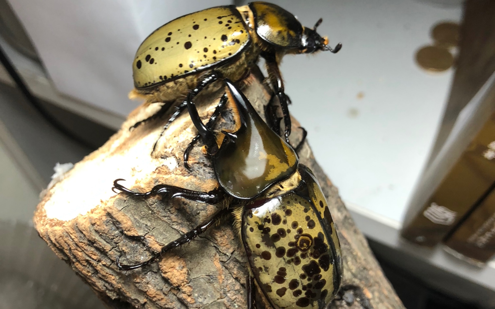 美东白兜虫出蛰伏了_哔哩哔哩 (゜-゜)つロ 干杯~-bilibili