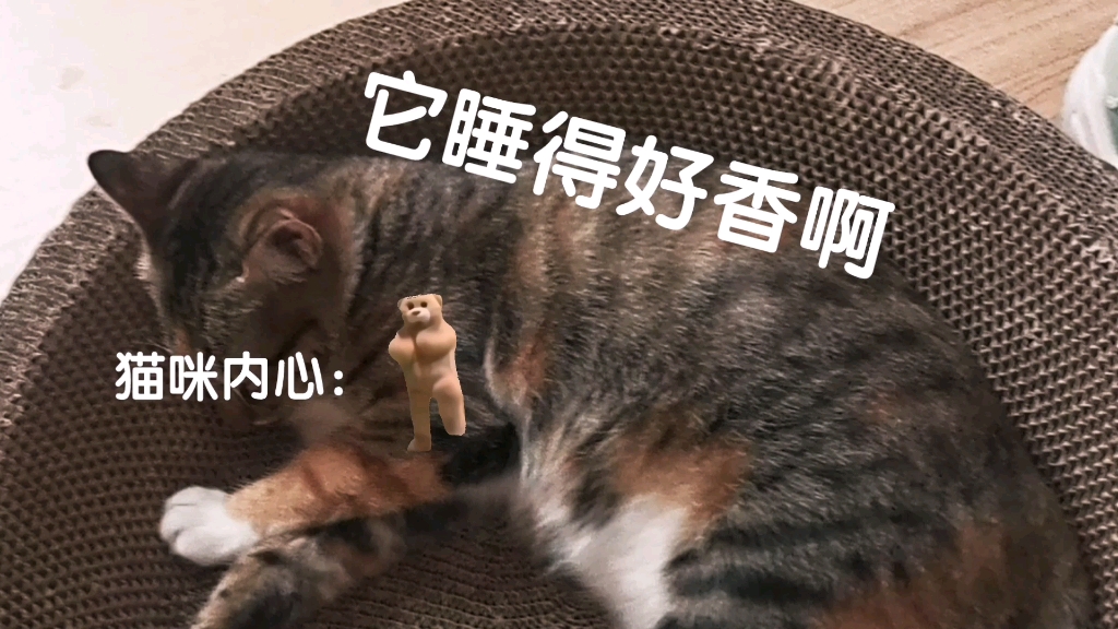 猫咪:我恨你