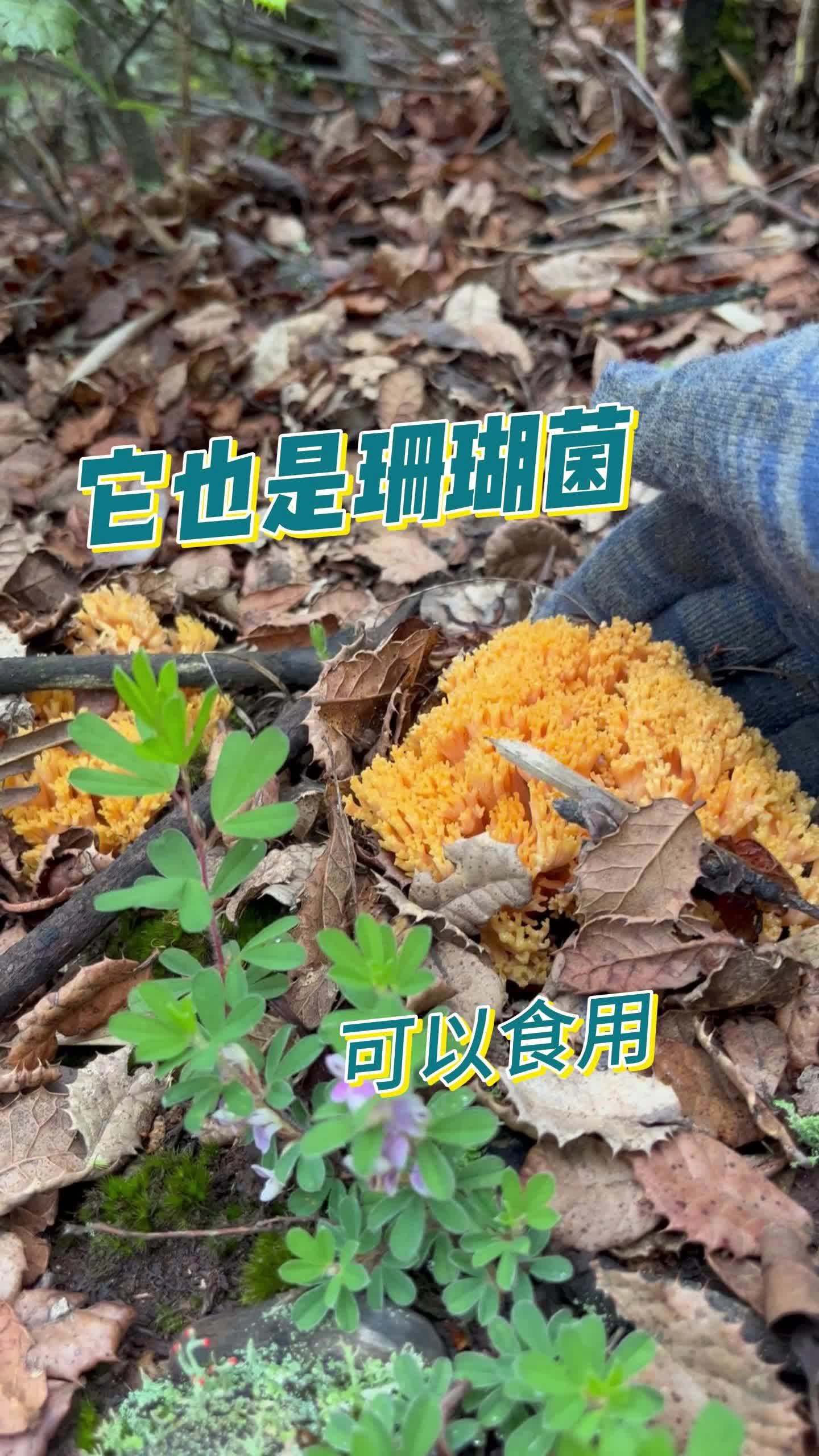 遇到这种珊瑚菌赶紧捡回家.哔哩哔哩bilibili