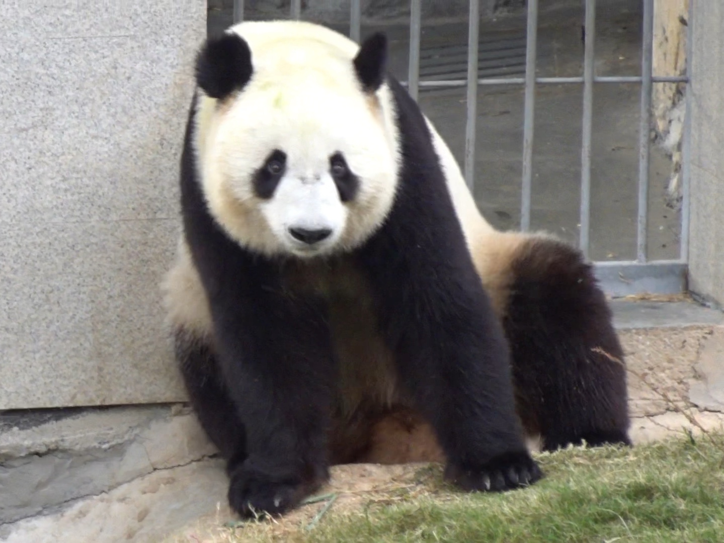 大熊猫佳佳,全运,党生