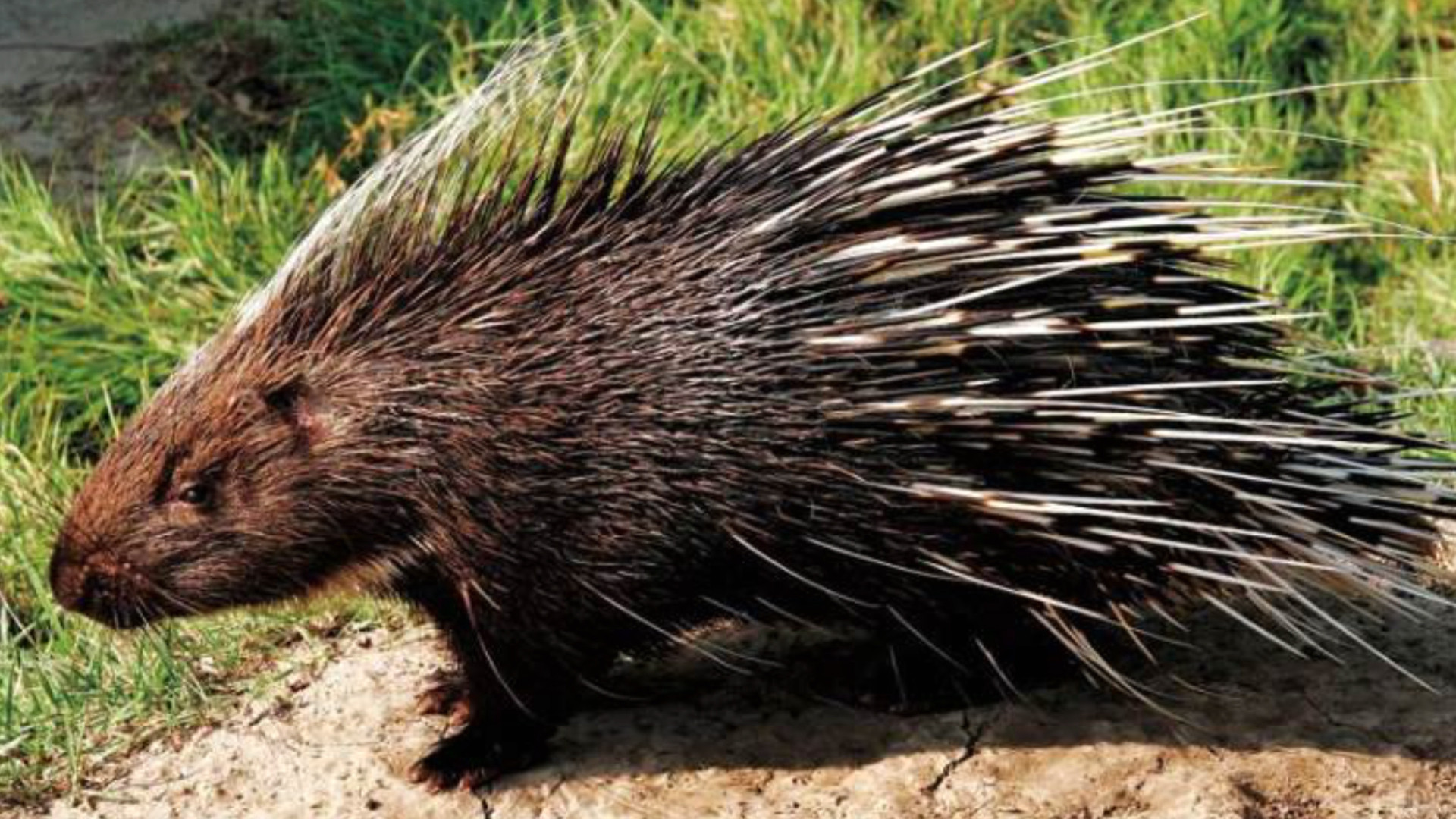 豪猪不是猪,而是一只"大老鼠",它是因为什么变成了猪样?