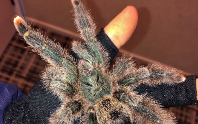 巨人圭亚那粉趾开箱及其饲养方法