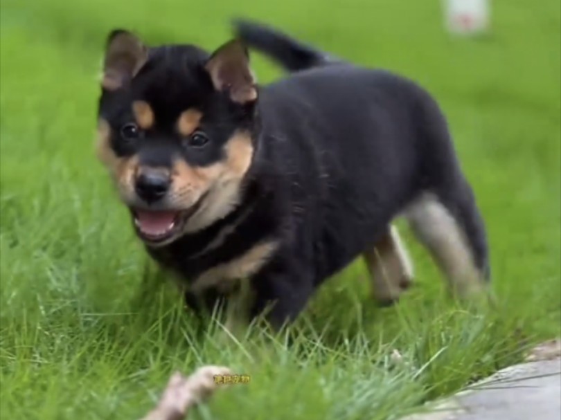 中华田园犬六大品种之——四眼田园犬,小时候vs长大后的样子!哔哩哔哩bilibili