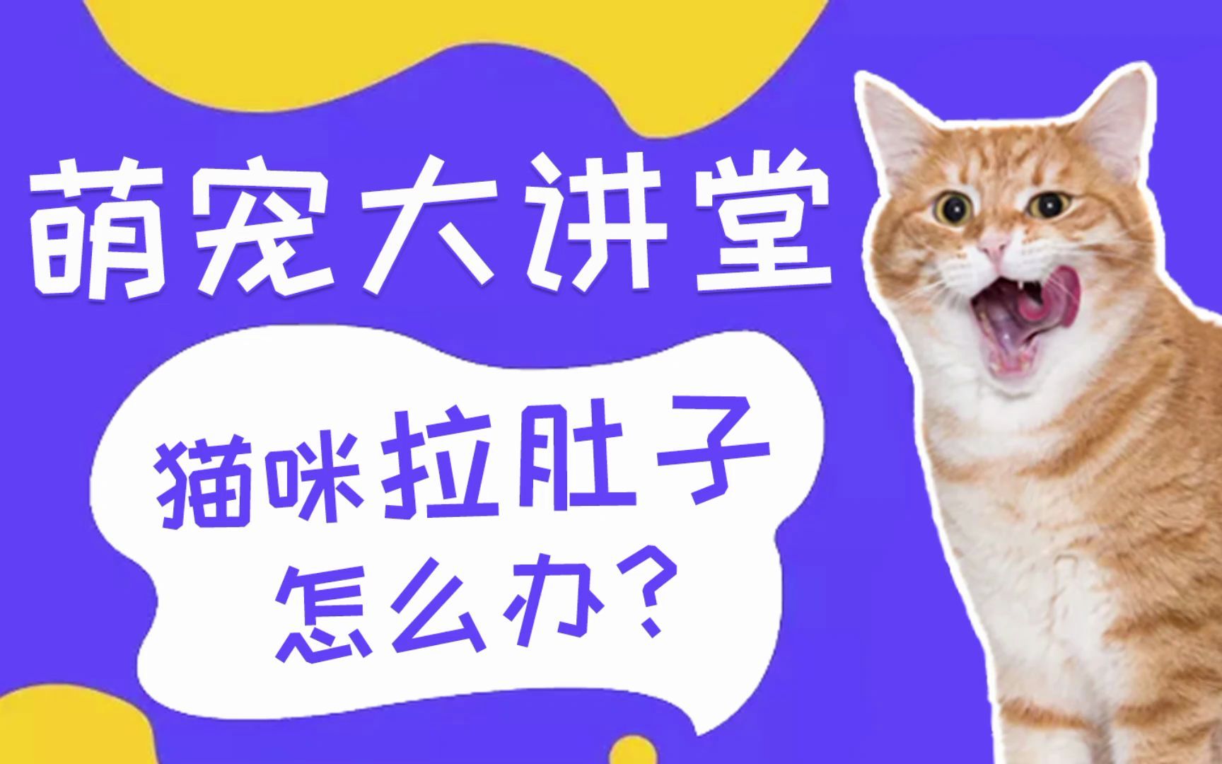 猫咪拉肚子了怎么办?哔哩哔哩bilibili