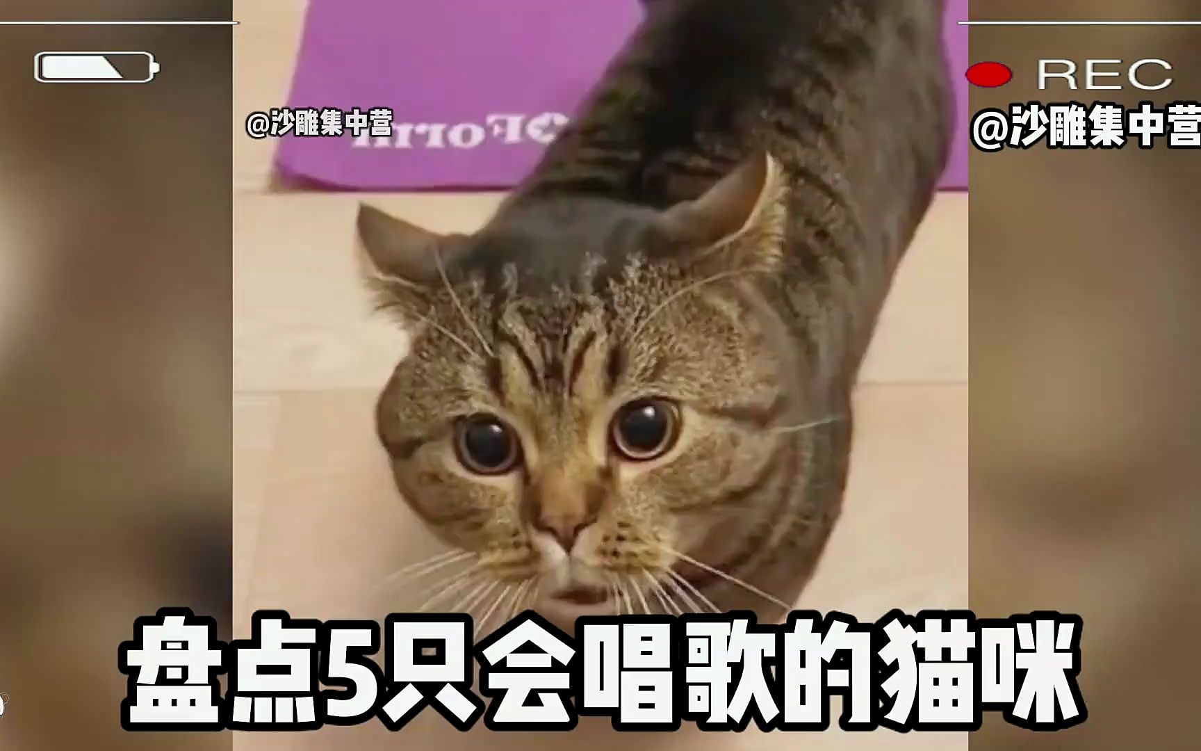 盘点5只会唱歌的猫:第二只不愧是KT猫哔哩哔哩bilibili