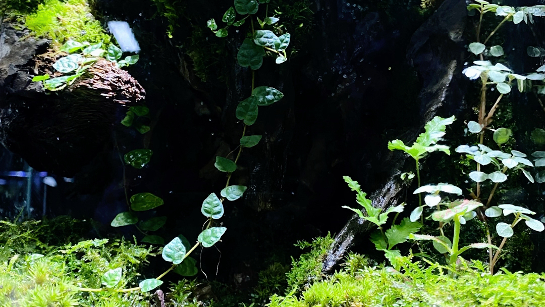 桌面生态微景观