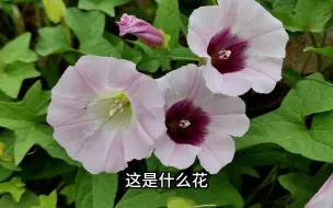 下载视频: 10种农村常见的漂亮野花，你认识几种