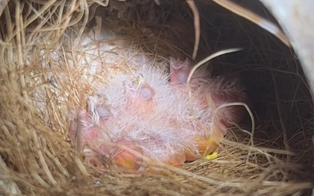 【珍珠鸟】四小只出壳啦!