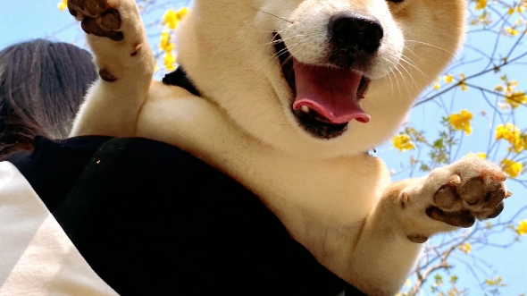 小狗狗,你真调皮呀