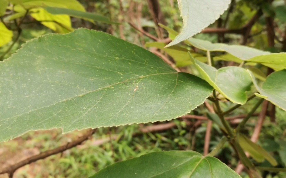 第一期“昆虫”的100种小动物图鉴5之“锤胁跷蝽”哔哩哔哩bilibili