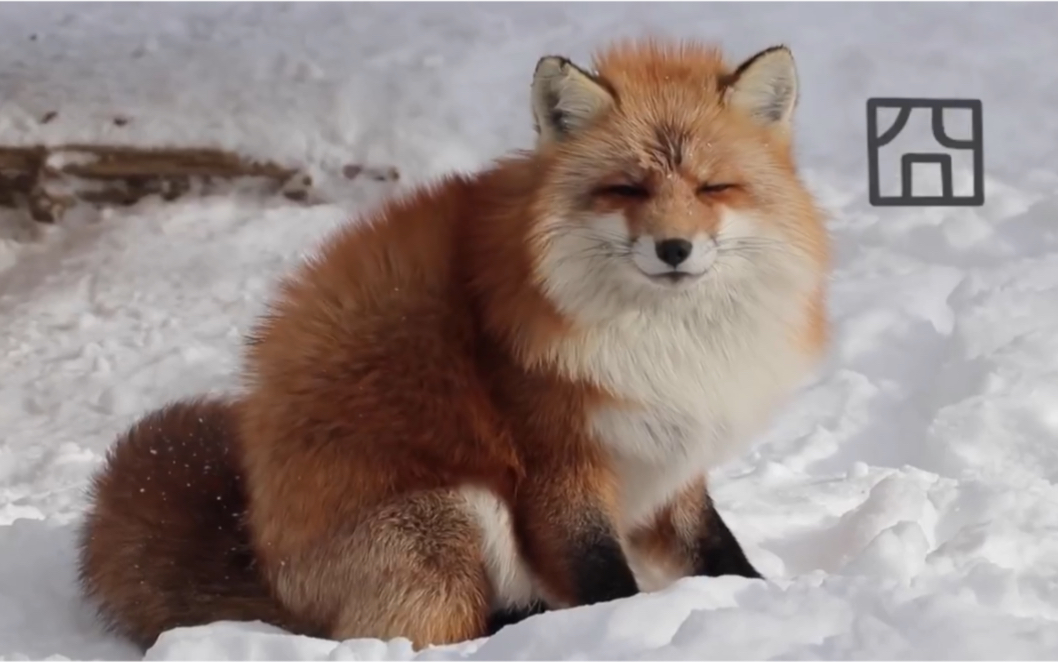 囧脸呆狐狸抱住这胖尾巴一定很幸福