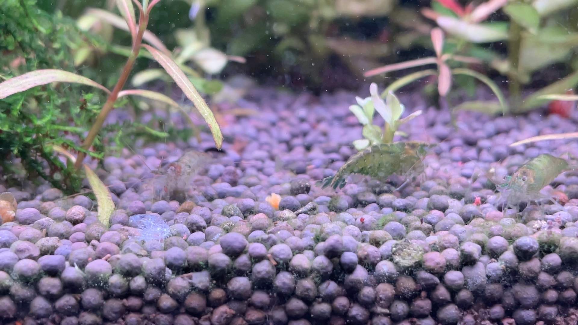 求大神,黑壳虾抱卵怎么处理