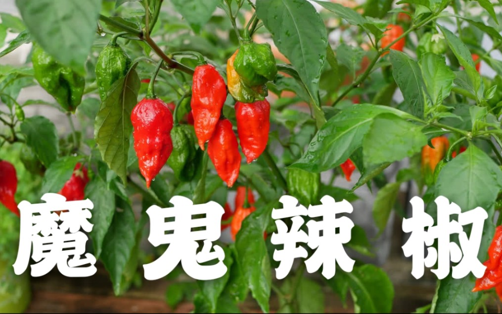 活动作品魔鬼辣椒有多辣