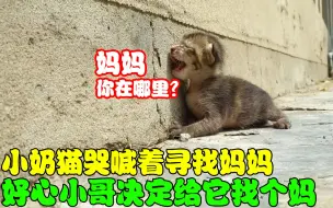 Download Video: 流浪小猫哭喊着寻找妈妈，好心小哥决定给它找个妈，这能成功吗？