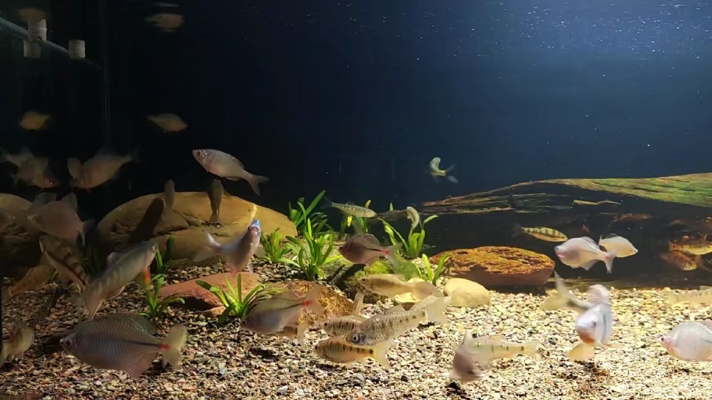 原生溪流缸,再过一段时间,水草长了,藻也长了,会更漂亮