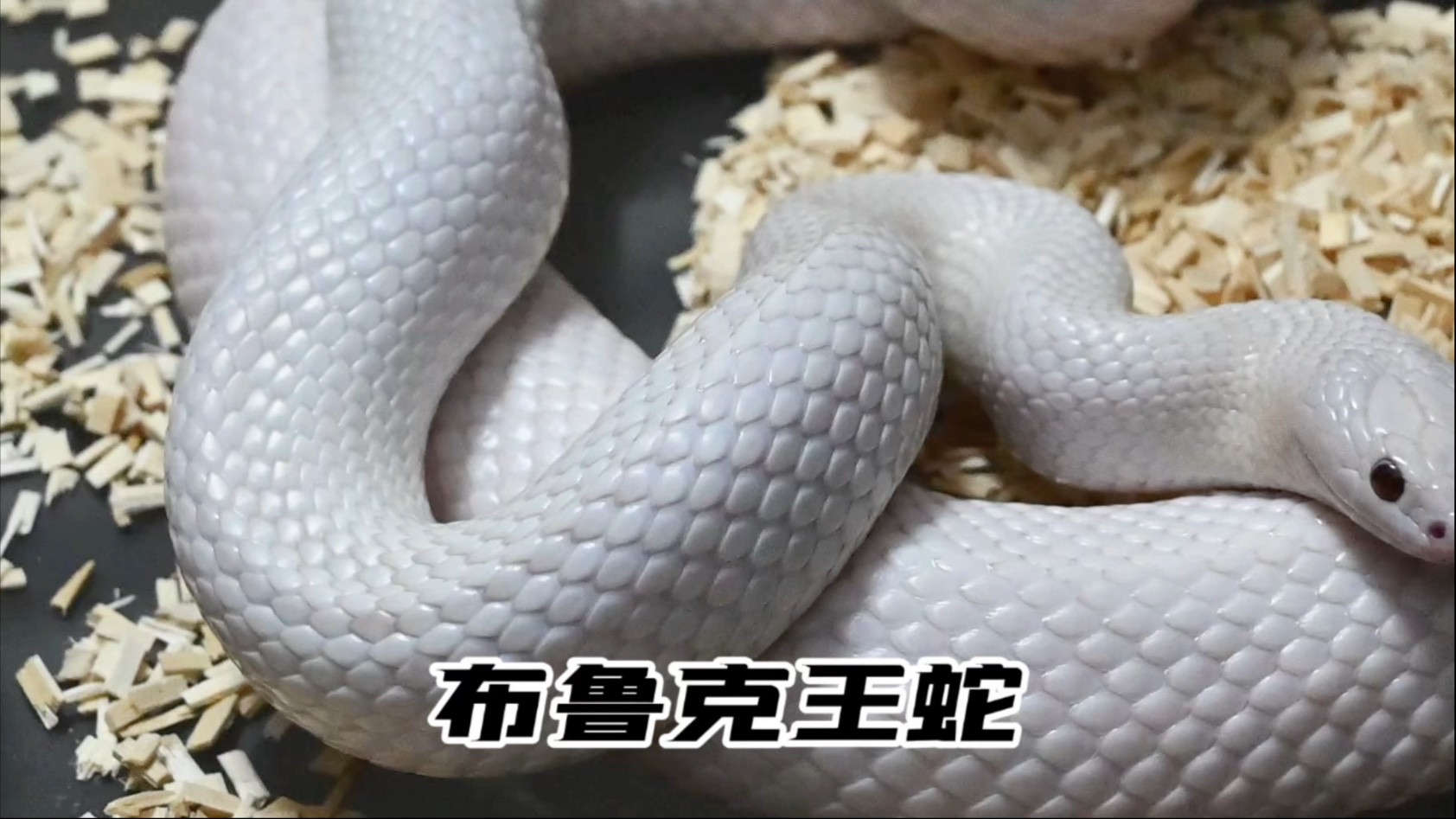 布鲁克王蛇