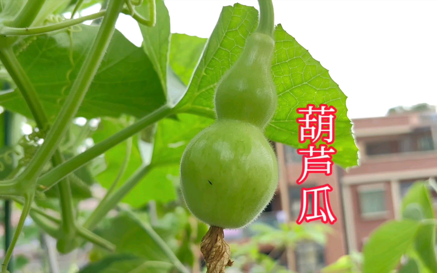 葫芦瓜的种植管理!哔哩哔哩bilibili