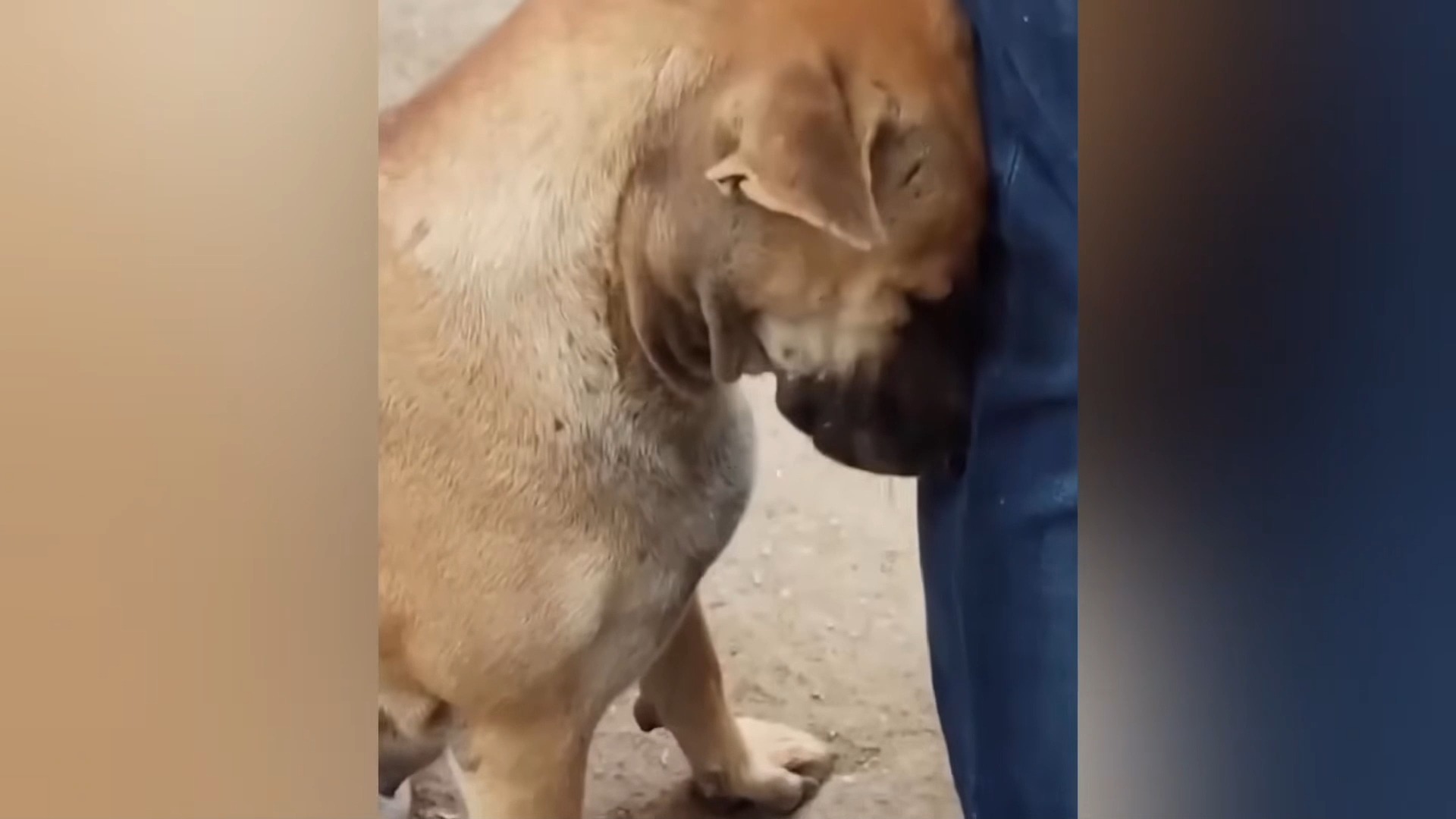 动物迷惑行为大赏3