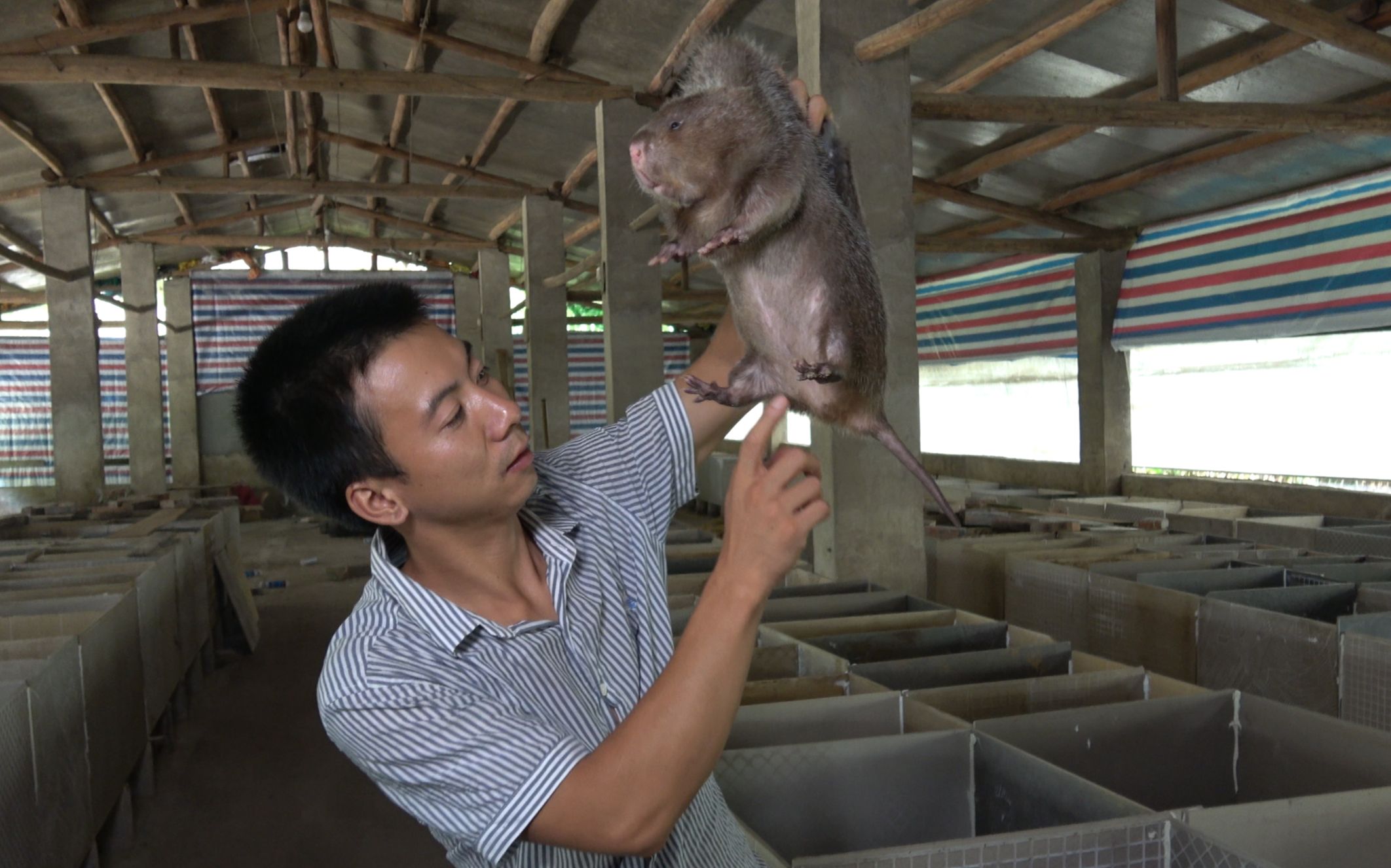 华农兄弟:竹鼠中暑有什么症状?如何预防和救治?