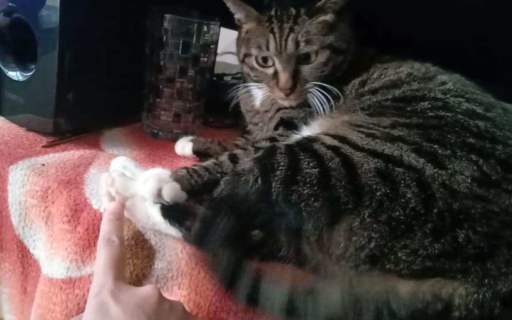 原来小猫被挠脚心也会觉得痒啊