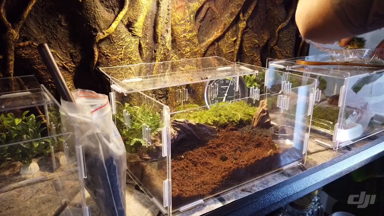 造景捕鸟蛛造景蜘蛛造景微景观亚马逊镭射蓝紫镭射