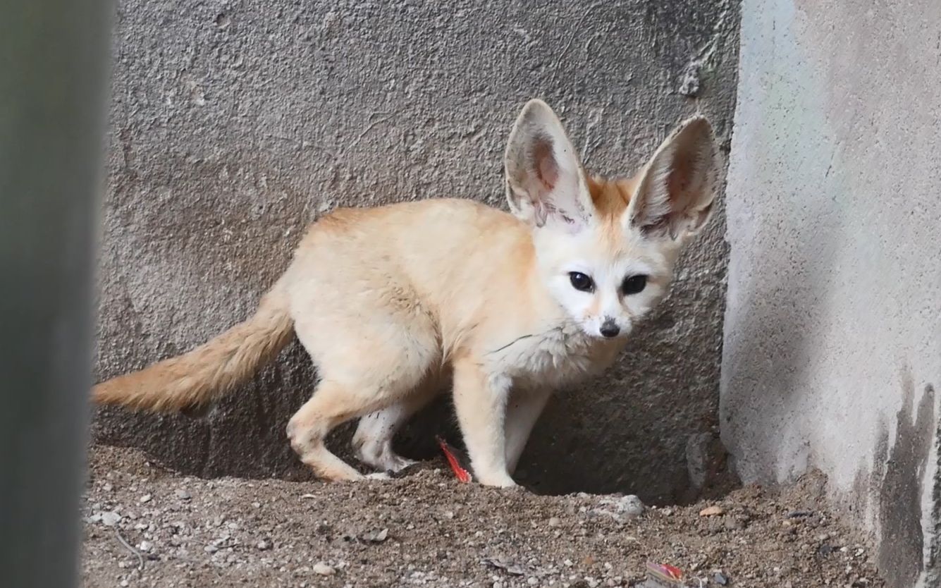 当小狐狸发现了旺旺雪饼包装袋【耳廓狐】【阔耳狐】