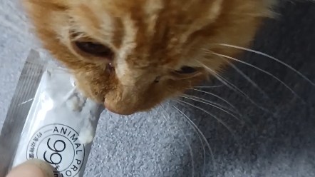 这孩子,吃猫条吧唧嘴就算了,还吃这么快,是打算把袋子也吃了吗