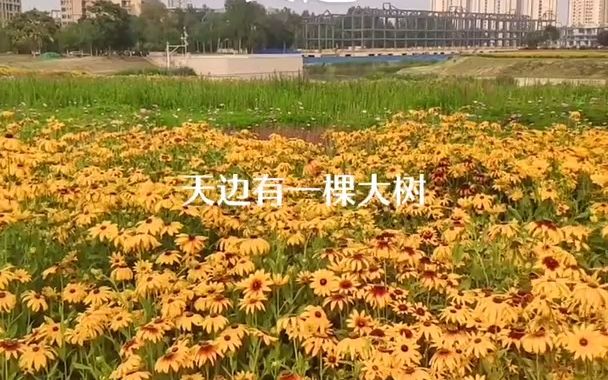 《天边》天边有一对双星,那是我梦中的眼睛~哔哩哔哩bilibili